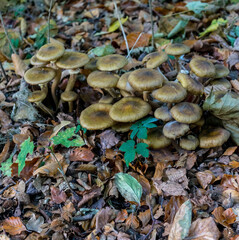 Netherlands, Hague, Haagse Bos, fungus fungii mushroom growing