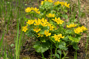 yellow Caltha flower blooming in spring forest