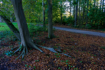 Netherlands, Hague, Haagse Bos, a tree in a forest