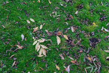Netherlands, Hague, Haagse Bos, leaves on grass