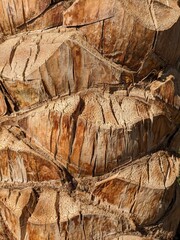 palm trunk