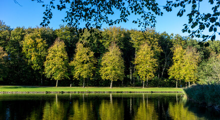 Netherlands, Hague, Haagse Bos, a flock of birds sitting on top of a lake surrounded by trees