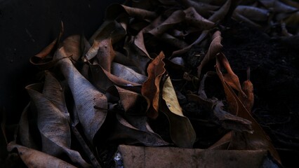 Dying fallen leaves in brown on wet soil land. Photographed from above.