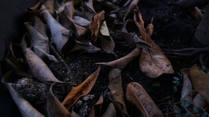 Dying fallen leaves in brown on wet soil land. Photographed from above.