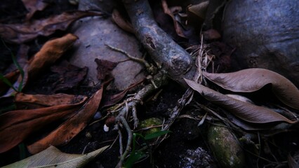 Dying fallen leaves in brown on wet soil land. Photographed from above.