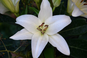 white lily flower