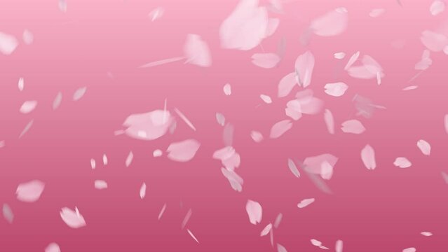 Cherry blossom realistic petals falling. Element footage.Fall start to end and loop Animation. 4K Video