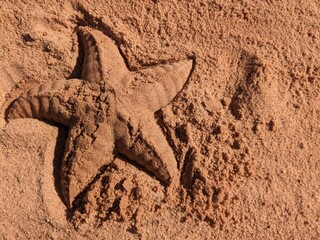 sand star shape on the coast of the red sea
