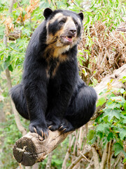 Andean bear (Tremarctos ornatus) also known as the spectacled bear, and sitting on a tree branch and seen from front