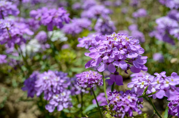 Iberis umbellata. Garden candytuft. Globe Candytuft.