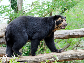 Andean bear (Tremarctos ornatus) also known as the spectacled bear, and walkingon a tree branch and seen from profile