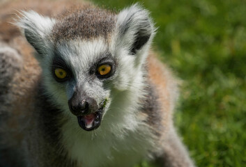 Captivating Ring-tailed Lemur mesmerizes with piercing gaze and astonishingly expressive features in vivid close-up portrait.