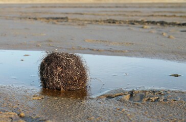 Sea grass balls appearing at the beach after high tide