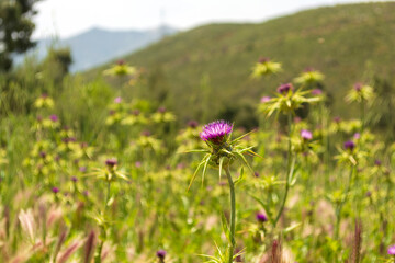 Obraz premium Thistle flower bloom in purple color in Attika, Greece