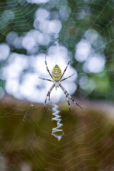林の中の昆虫　獲物を待つ蜘蛛の巣のクモ