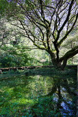 林の公園の水面の緑のリフレクション