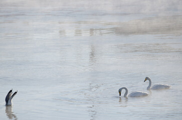 Whooper swans Cygnus cygnus and common gull Larus canus fishing. Kushiro River. Kushiro. Hokkaido. Japan.