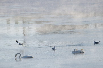Whooper swans Cygnus cygnus and common gulls Larus canus. Kushiro River. Kushiro. Hokkaido. Japan.