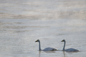 Whooper swans Cygnus cygnus on the Kushiro River. Kushiro. Hokkaido. Japan.