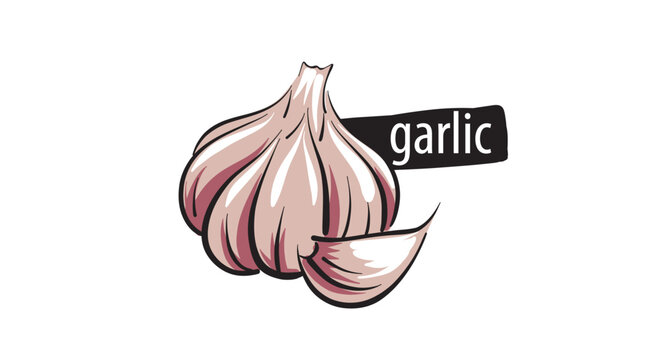 Drawn garlic isolated on a white background