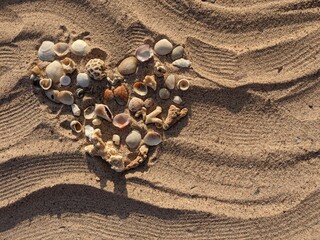 lined heart of shells and corals on the sand
