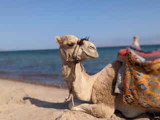 camel lies on the sand by the sea
