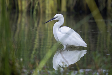 great white heron