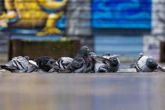 Groupe de pigeons en ville sous la pluie en Europe