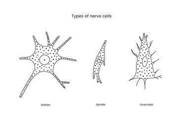Fototapeta Types of nerve cells set of line icons in vector, illustration neurology includes stellate and spindle, pyramidal. obraz