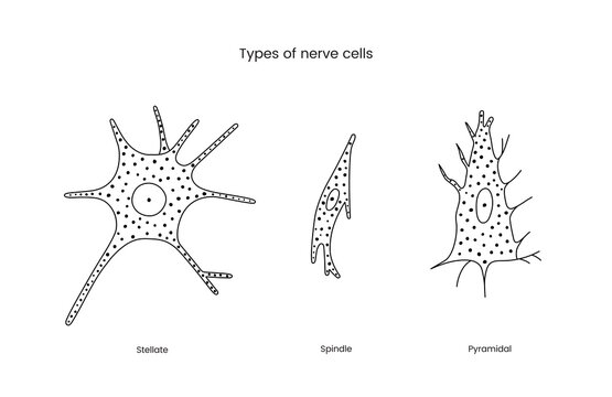 Types of nerve cells set of line icons in vector, illustration neurology includes stellate and spindle, pyramidal.