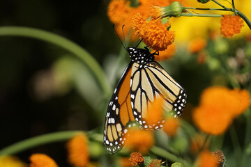 monarch butterfly resting on orange flower