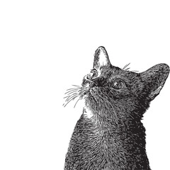 Cat black and white vector drawing

