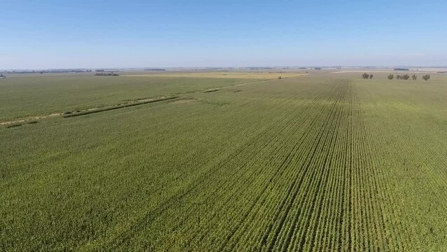 Aerial view of green cornfields in the freestate province of south africa
