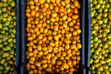 Red mombin boxes, or Seriguela in Portuguese, at the wholesale market stall, on Sao Paulo city,...
