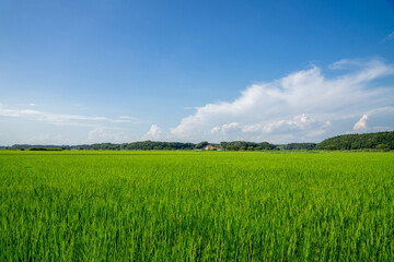 Fototapeta premium 田園風景