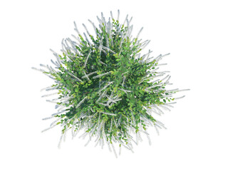 Virginia Sweetspire top view png alpha channel