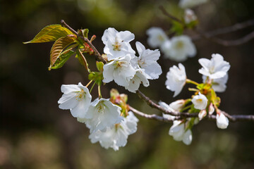 美しい花を咲かせた葉桜