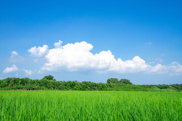 Obraz premium 田園風景