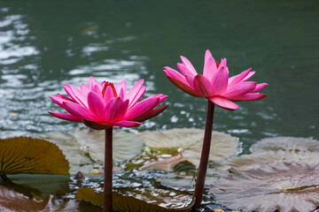大分観光　別府温泉地獄巡り　池の睡蓮