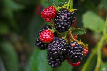Delicious blackberries on a green branch in the garden