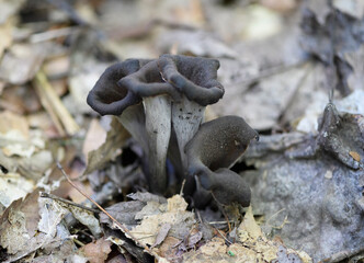 Eastern Black Trumpet