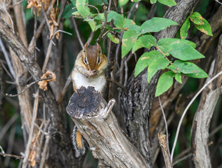 Obraz premium Eastern Chipmunk cleaning