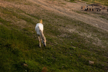 Domestic Horse Grazing in the Meadow