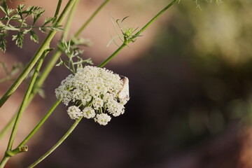 photo of A small butterfly sitting on Fennel white flower