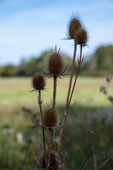 Brown dry spiky flower of Dipsacus plant with blurred background