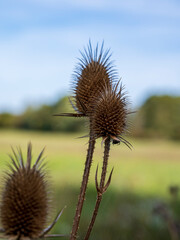 Brown dry spiky flower of Dipsacus plant with blurred background
