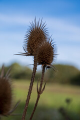 Brown dry spiky flower of Dipsacus plant with blurred background