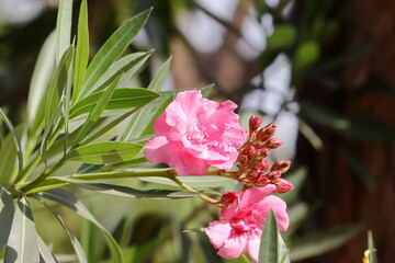 Close-up photo of ( oleander flower )Kaner's pink flower blooms in the garden