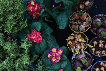 Tulip bulb and primrose at flower market