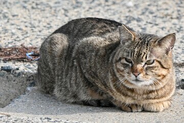 漁港のネコさん